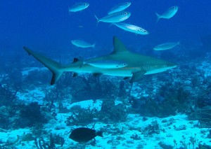 reef sharks_opt